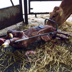 prevent back injury this calving season